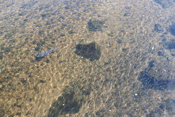 잉어와 민물고기무리