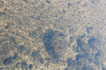 잉어와 민물고기무리