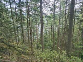 Fototapeta premium Coniferous trees in the mountain forest