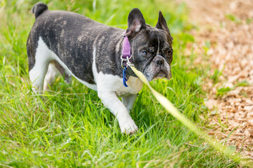 Portrait of black and white French Bulldog.