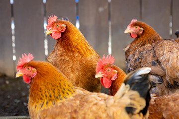 Four brown free range chickens looking at camera walking near fence in a backyard farm with other chickens facing same direction