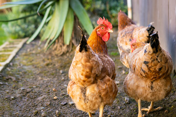 Close up of brown free range chicken looking at camera walking near fence in a backyard farm with other chickens