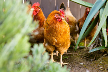 Close up of brown free range chicken looking at camera walking near fence in a backyard farm with other chickens