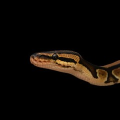 Portrait of a royal python on a black background