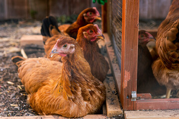 Brown free range chickens sitting and standing looking at camera in a chicken coop in a backyard farm with other chickens