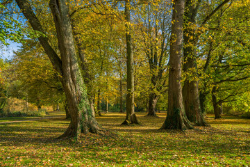 Landschaft mit Bäumen im Herbst