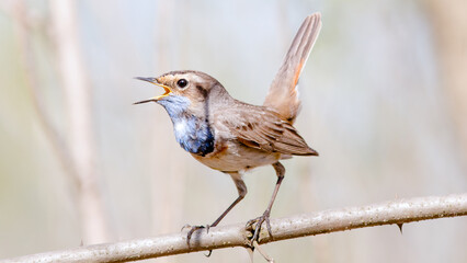 robin on a branch