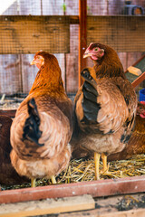 Brown  free rangechickens looking at camera backs turned walking around underneath a chicken coop in a backyard farm with other chickens