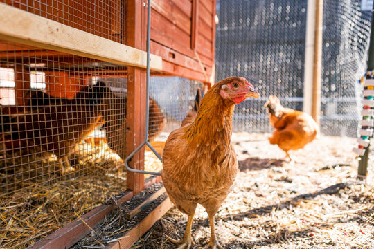 Brown free range chicken looking at camera walking around in a chicken coop in a backyard farm with other chickens