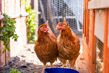 Two brown free range chickens eating and drinking out of a blue bowl sharing food together in a chicken coop in  a backyard farm