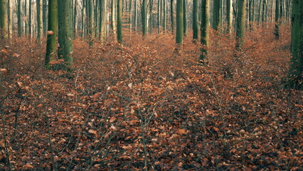 autumn in the forest