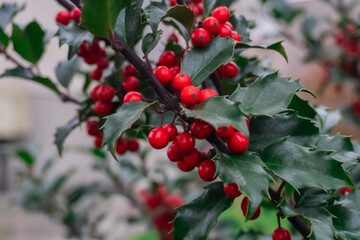 A holly branch with bright red berries and glossy green leaves, symbolizing the festive spirit of Christmas. The photo conveys the atmosphere of nature, tradition, and the beauty of the cold season.