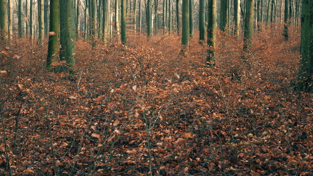 Fototapeta autumn in the forest