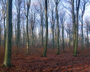 Fototapeta premium forest in autumn