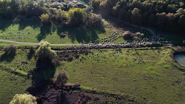 Flock of sheep heading to the river to drink water ona hot day