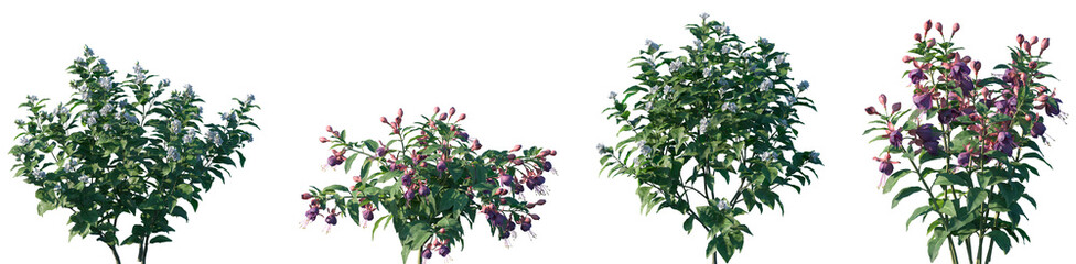 Set of Jasminum sambac and Fuchsia frontal isolated png on a transparent background perfectly cutout high resolution