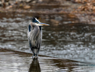 Heron at the Red Mill Clinton NJ