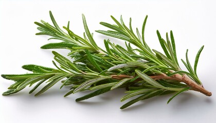 Fototapeta premium Fresh rosemary sprig on white background. Aromatic herb with vibrant green leaves.