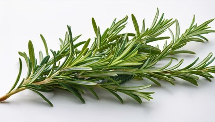 Fototapeta premium Fresh rosemary sprig on white background. Aromatic herb, culinary and medicinal uses.