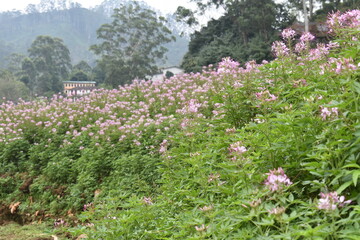 flowers in the mountains