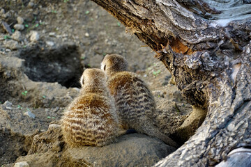Fototapeta premium Two young lemurs pose with their backs turned in front of their cave