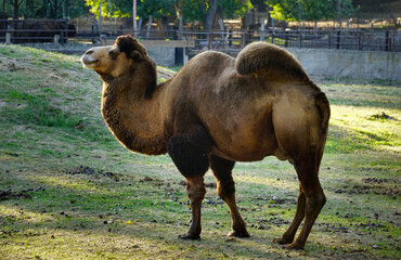 Old dromedary camel on the lawn at the zoo