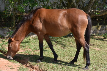 Obraz premium horse and foal in field