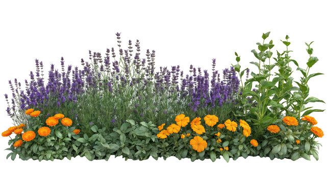 Colorful Flower Garden Featuring Lavender, Orange Marigolds, and Vibrant Green Foliage in Full Bloom During Springtime