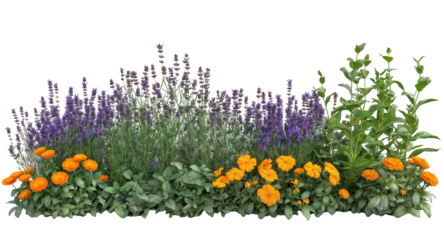 Colorful Flower Garden Featuring Lavender, Orange Marigolds, and Vibrant Green Foliage in Full Bloom During Springtime