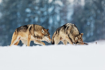 male Eurasian wolf (Canis lupus lupus) cautiously walking towards the alpha male