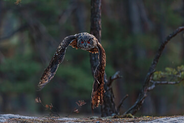 male Eurasian eagle-owl (Bubo bubo) when flying through the forest