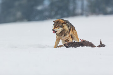 male Eurasian wolf (Canis lupus lupus) makes it clear that he won't let the prey be taken
