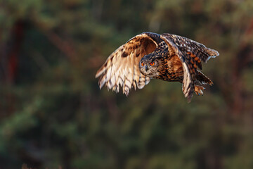male Eurasian eagle-owl (Bubo bubo) in flight with forest background