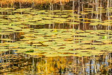 A pond with many lily pads and trees in the background