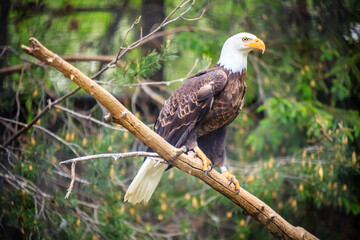 A bald eagle is perched on a tree branch