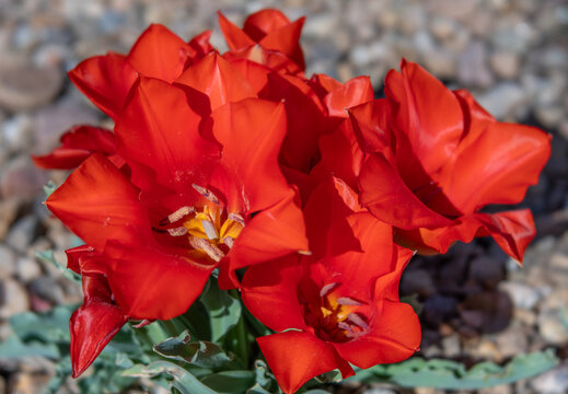 Cluster of Big Red Non-Hybridized Species Tulips in Rocky Garden