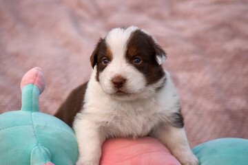 Red-white Australian Shepherd puppy sitting on a soft blanket with a toy