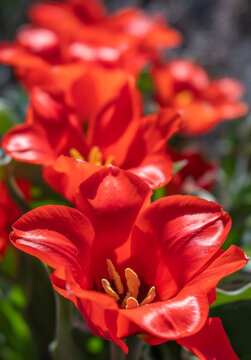 Close-up of Vibrant Red Riding Hood Native Tulips with Bright Yellow Stamens