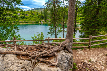 Exposed roots overlooking the breathtaking lake carezza in the dolomites