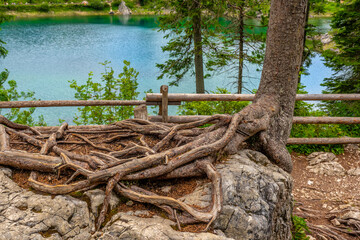 Exposed tree roots embracing a rock by lake carezza in dolomites
