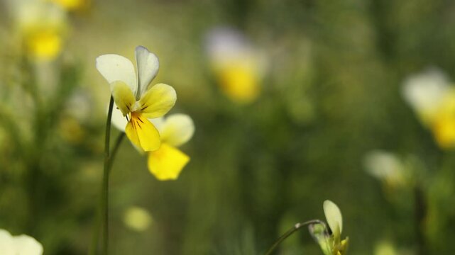 Yellow wild pansy gently swaying in the wind