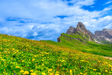 Blooming yellow wildflowers covering seceda mountain in the italian dolomites