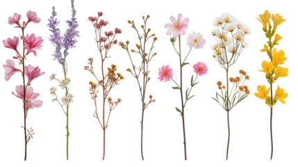 Colorful Variety of Wildflowers Arranged in a Neat Row on a White Background Showcasing Nature's Beauty and Intricate Details of Each Flower