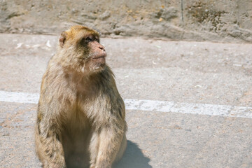 Barbary macaque sitting on the ground in Gibraltar