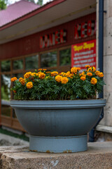 flowers in pots