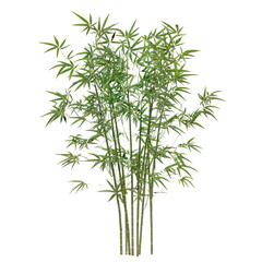Fototapeta premium Varied Bamboo Plants Showing Lush Green Foliage in a Natural Setting During Daytime