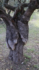 Obraz premium paysage de Provence