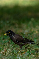 blackbird on the grass