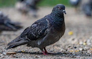 pigeon in the city park