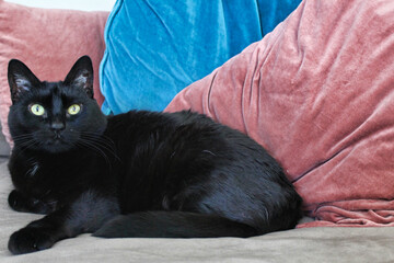 Black Cat Relaxing on a Sofa